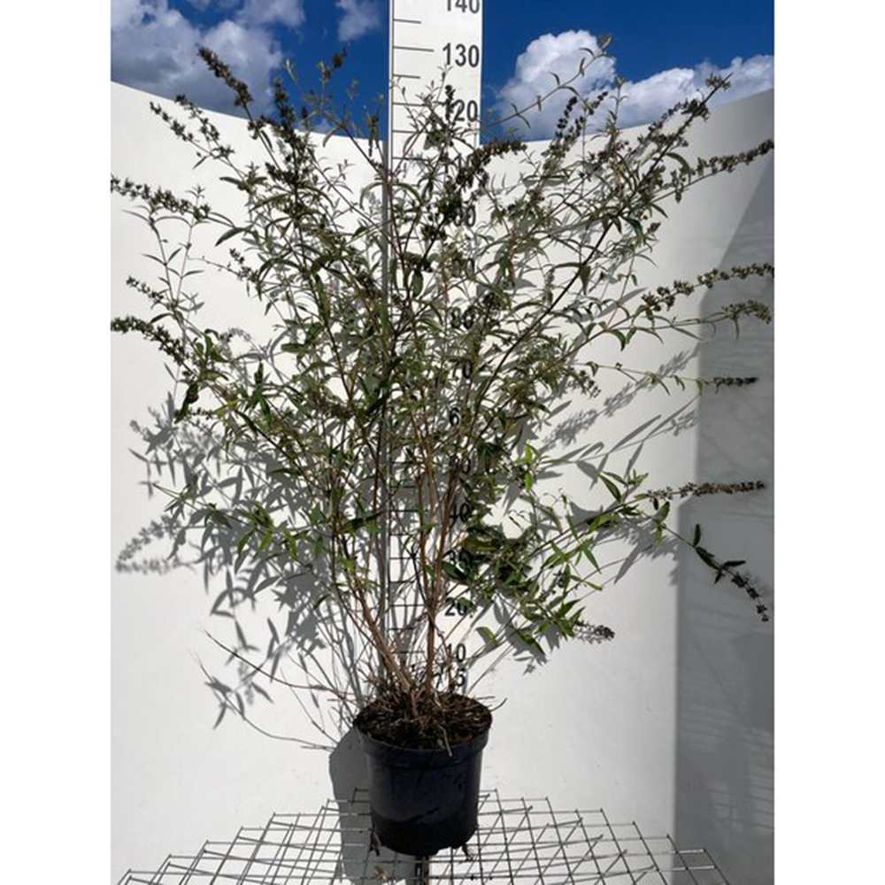 Liliac de Vara mov-liliachii Nanhoensis (Buddleja), arbust decorativ cu flori parfumate