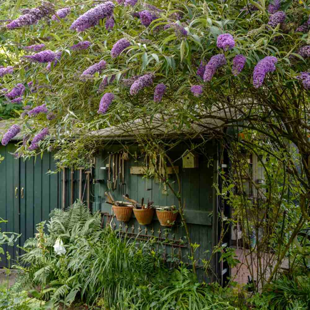 Liliac de Vara mov-liliachii Nanhoensis (Buddleja), arbust decorativ cu flori parfumate