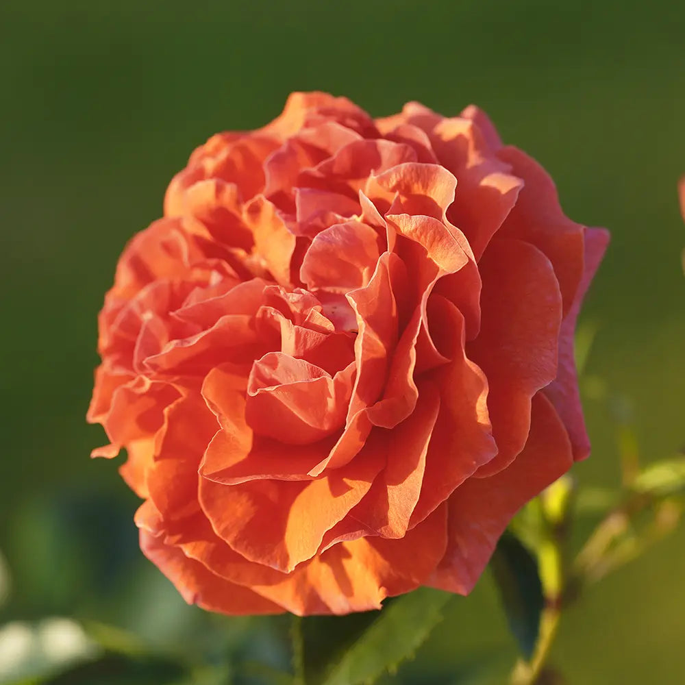 Trandafir Catarator portocaliu-cupru Naranga, cu inflorire repetata, multiplu premiat