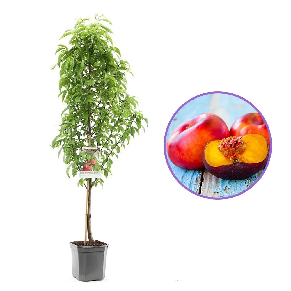 Nectarin Flateryna (Prunus Persica), cu fructe dulci-acrisor fara samburi, an 2 pe rod