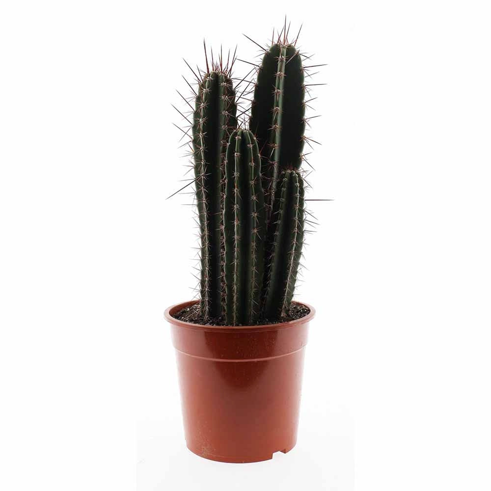 Cactus Neoraimondia herzogiana, planta de interior columnara cu aspect exotic si spini decorativi