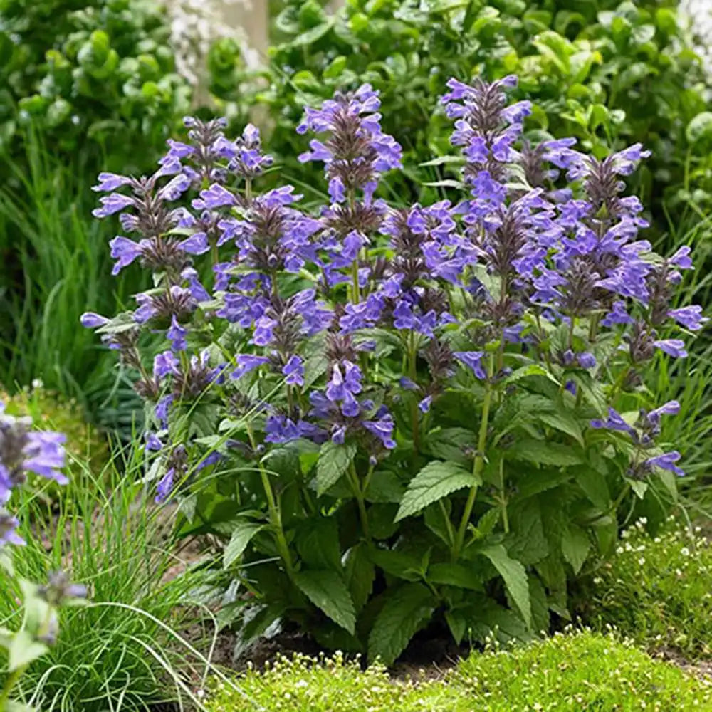 Menta Pisicii (Nepeta) Neptune, planta perena cu flori albastre, rezistenta si parfumata