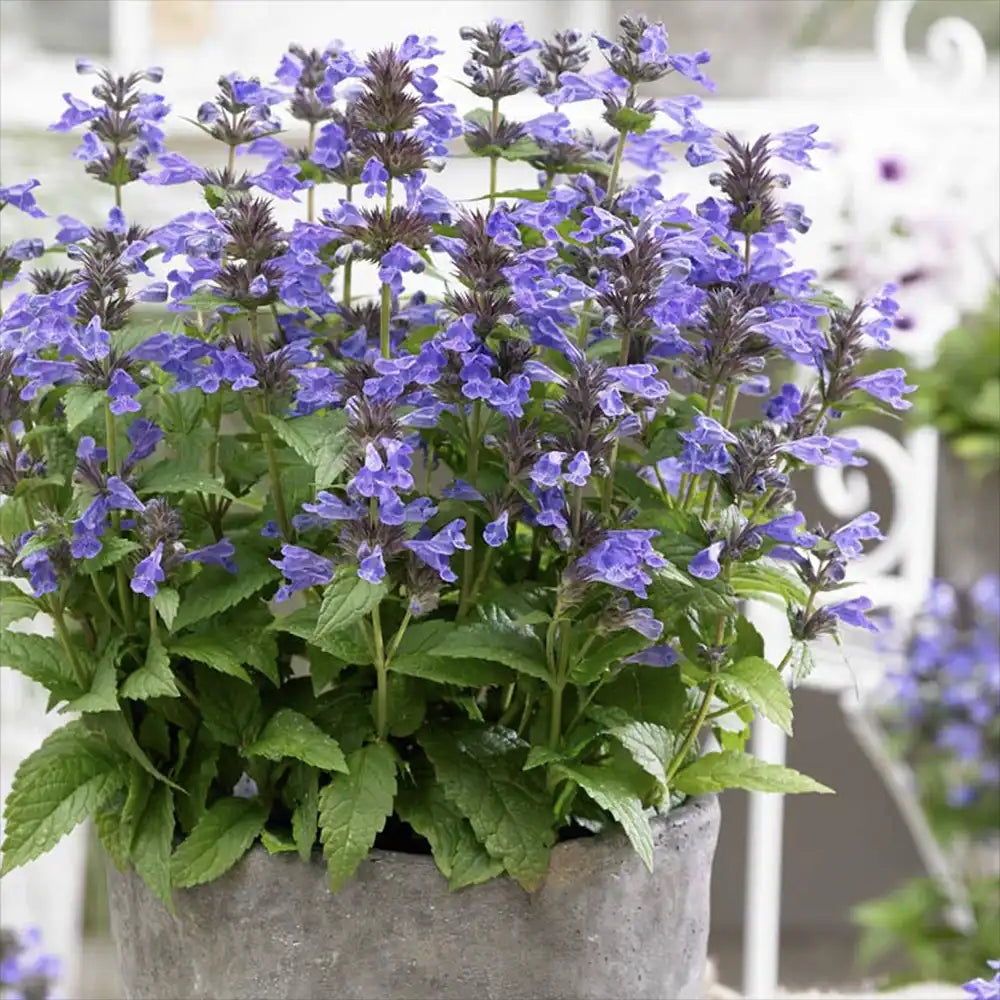 Menta Pisicii (Nepeta) Neptune, planta perena cu flori albastre, rezistenta si parfumata