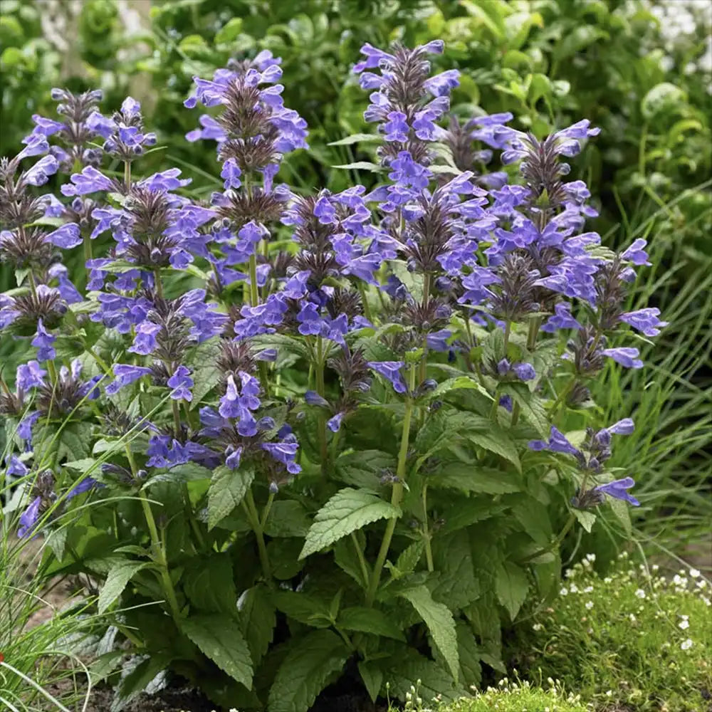 Menta Pisicii (Nepeta) Neptune, planta perena cu flori albastre, rezistenta si parfumata