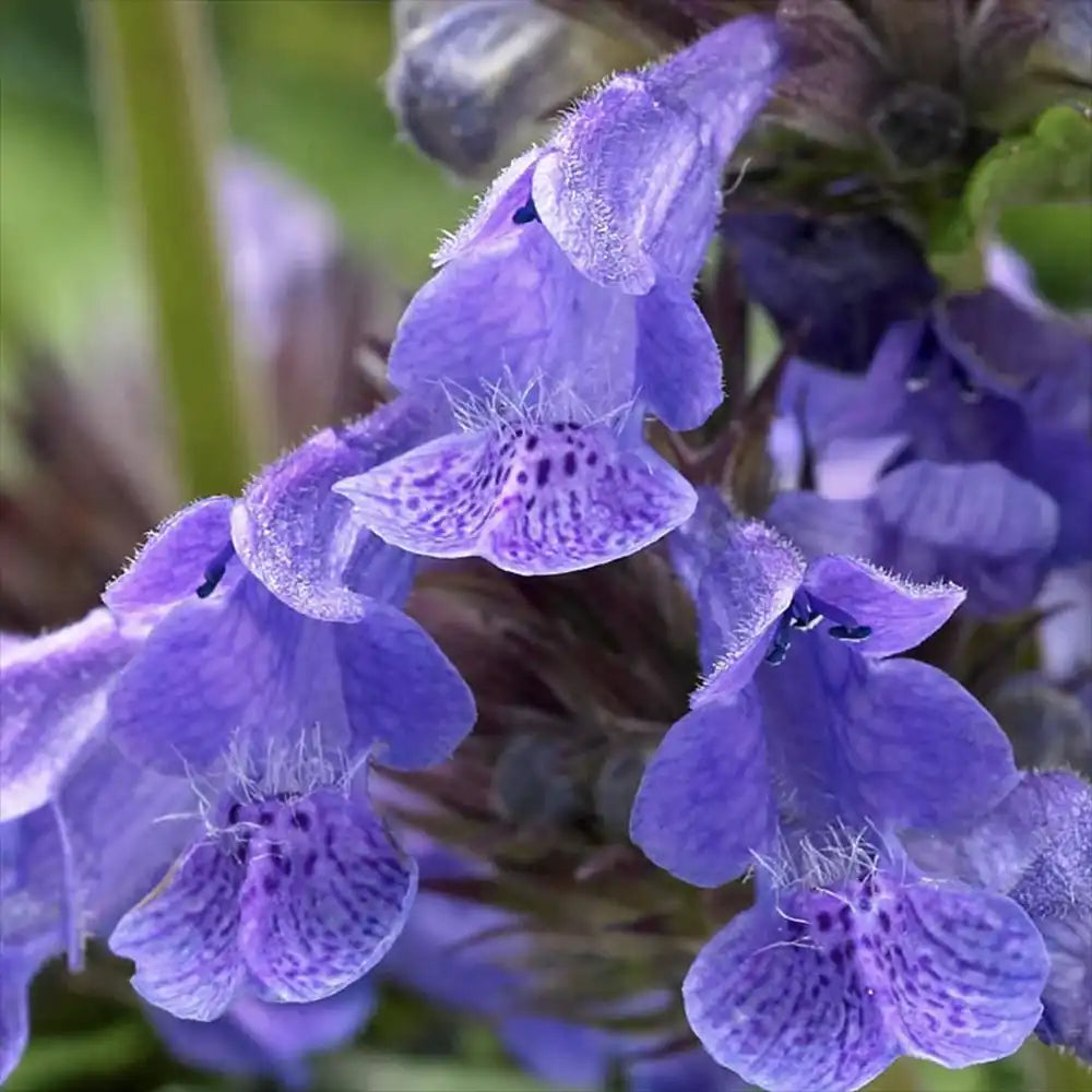 Menta Pisicii (Nepeta) Neptune, planta perena cu flori albastre, rezistenta si parfumata