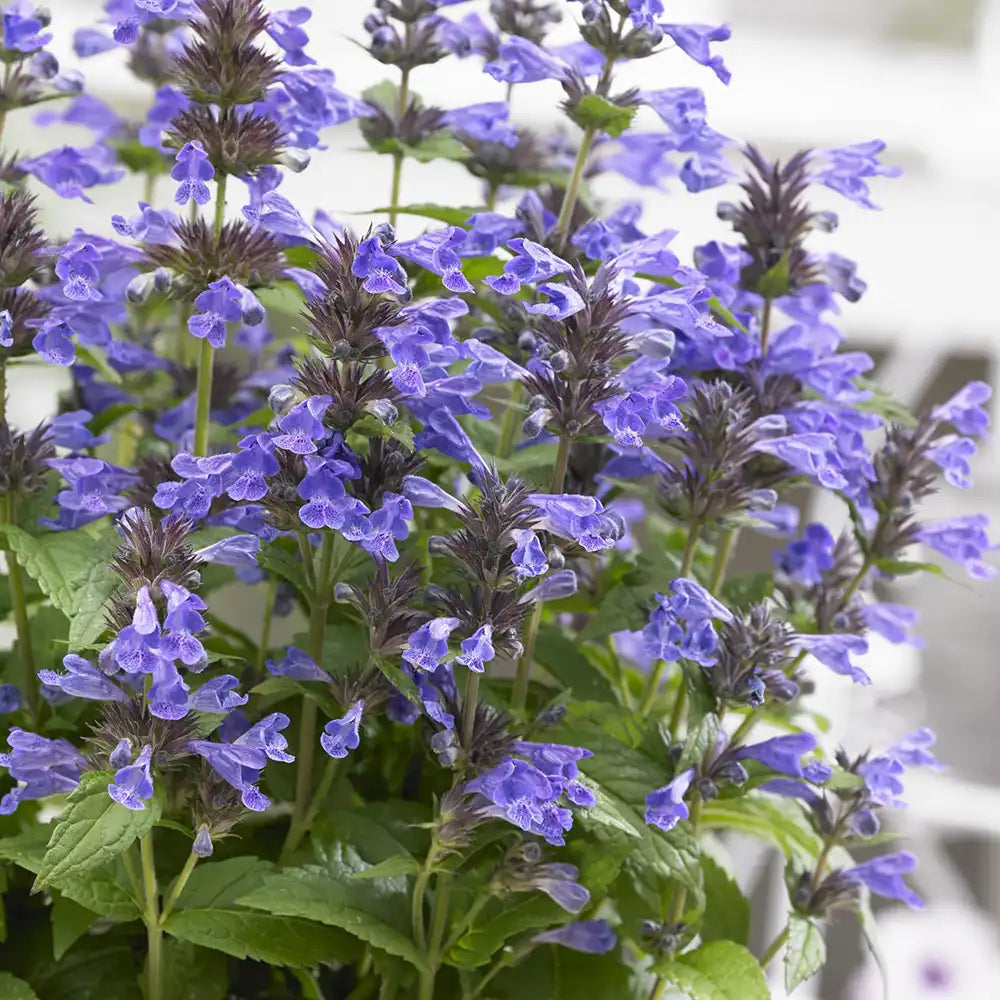 Menta Pisicii (Nepeta) Neptune, planta perena cu flori albastre, rezistenta si parfumata