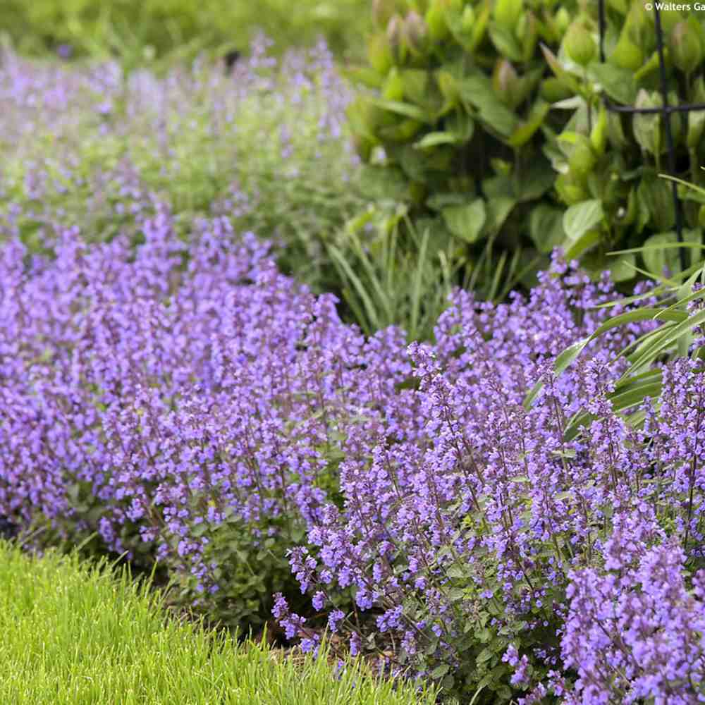 Menta Pisicii (Nepeta Cat's Pajamas), flori albastre-mov parfumate, iubitoare de soare, rezistenta la seceta si frig