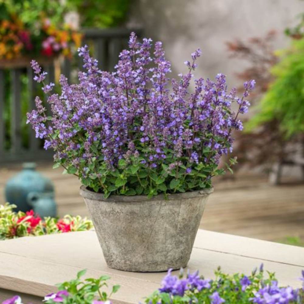 Menta Pisicii (Nepeta Cat's Pajamas), flori albastre-mov parfumate, iubitoare de soare, rezistenta la seceta si frig