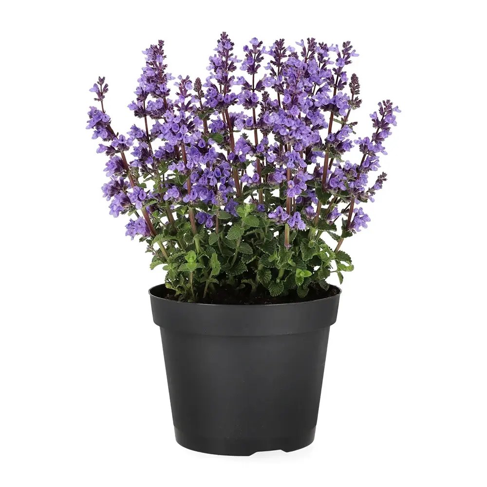 Menta Pisicii (Nepeta Cat's Pajamas), flori albastre-mov parfumate, iubitoare de soare, rezistenta la seceta si frig