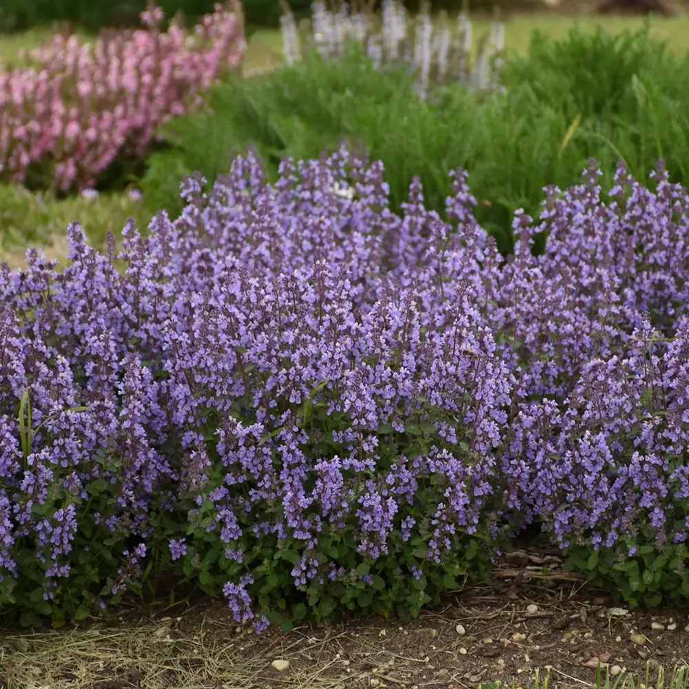 Menta Pisicii (Nepeta Cat's Pajamas), flori albastre-mov parfumate, iubitoare de soare, rezistenta la seceta si frig