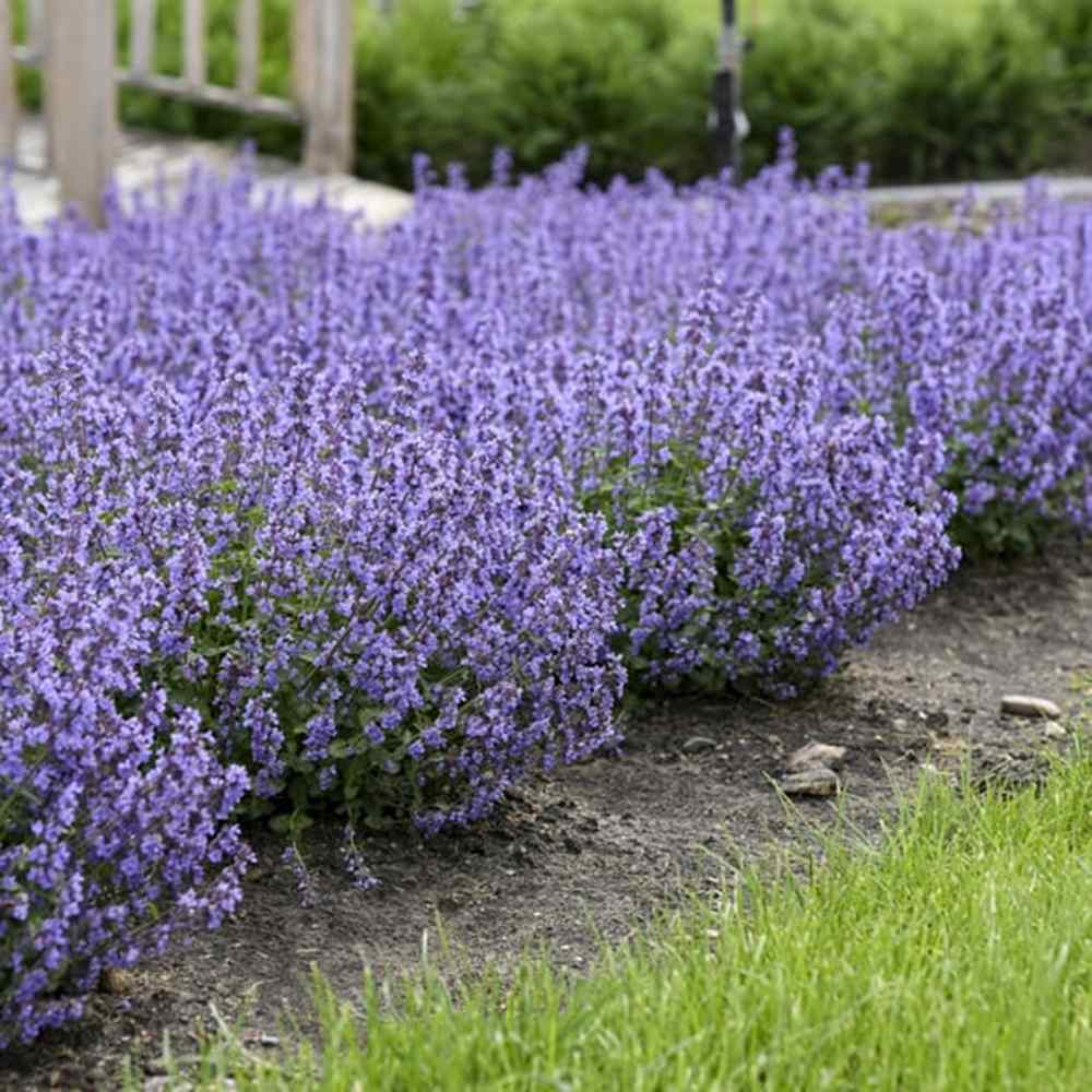 Menta Pisicii (Nepeta Cat's Pajamas), flori albastre-mov parfumate, iubitoare de soare, rezistenta la seceta si frig