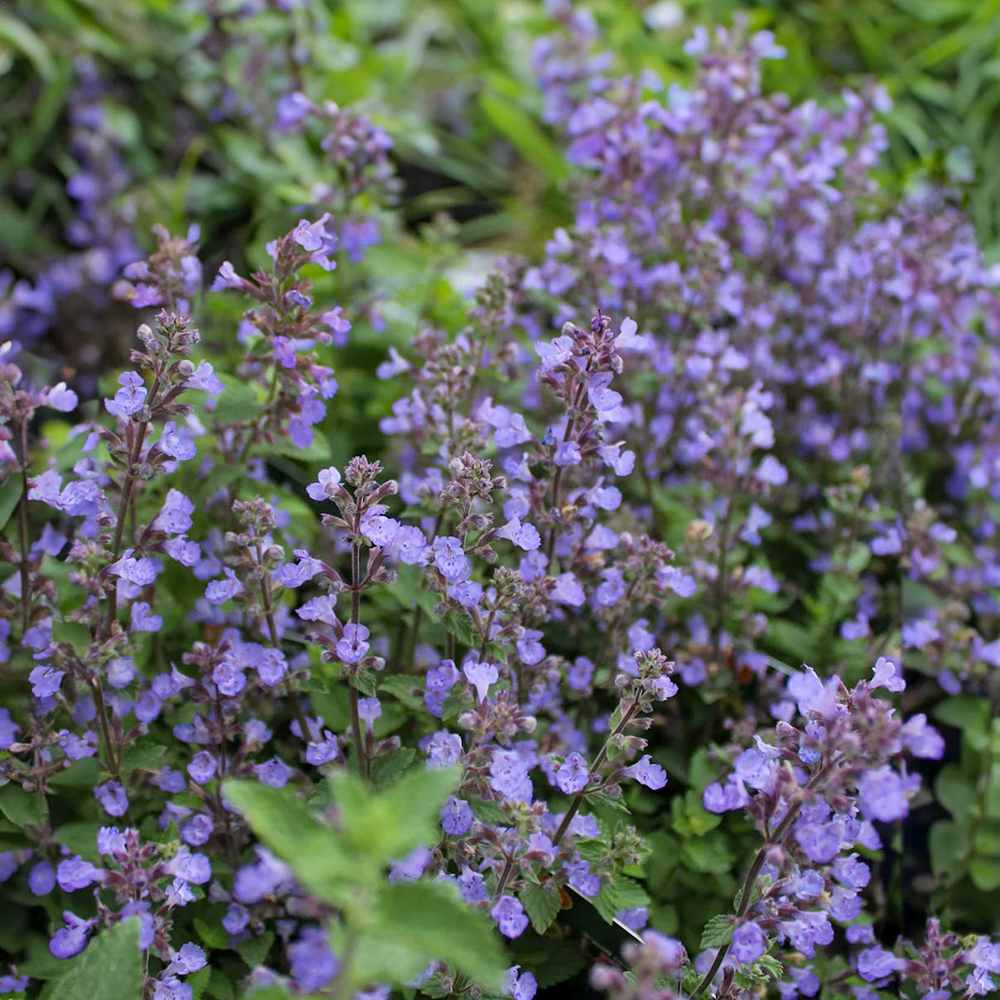Menta Pisicii (Nepeta Purrsian Blue), planta perena parfumata, melifera, rezistenta la seceta si frig