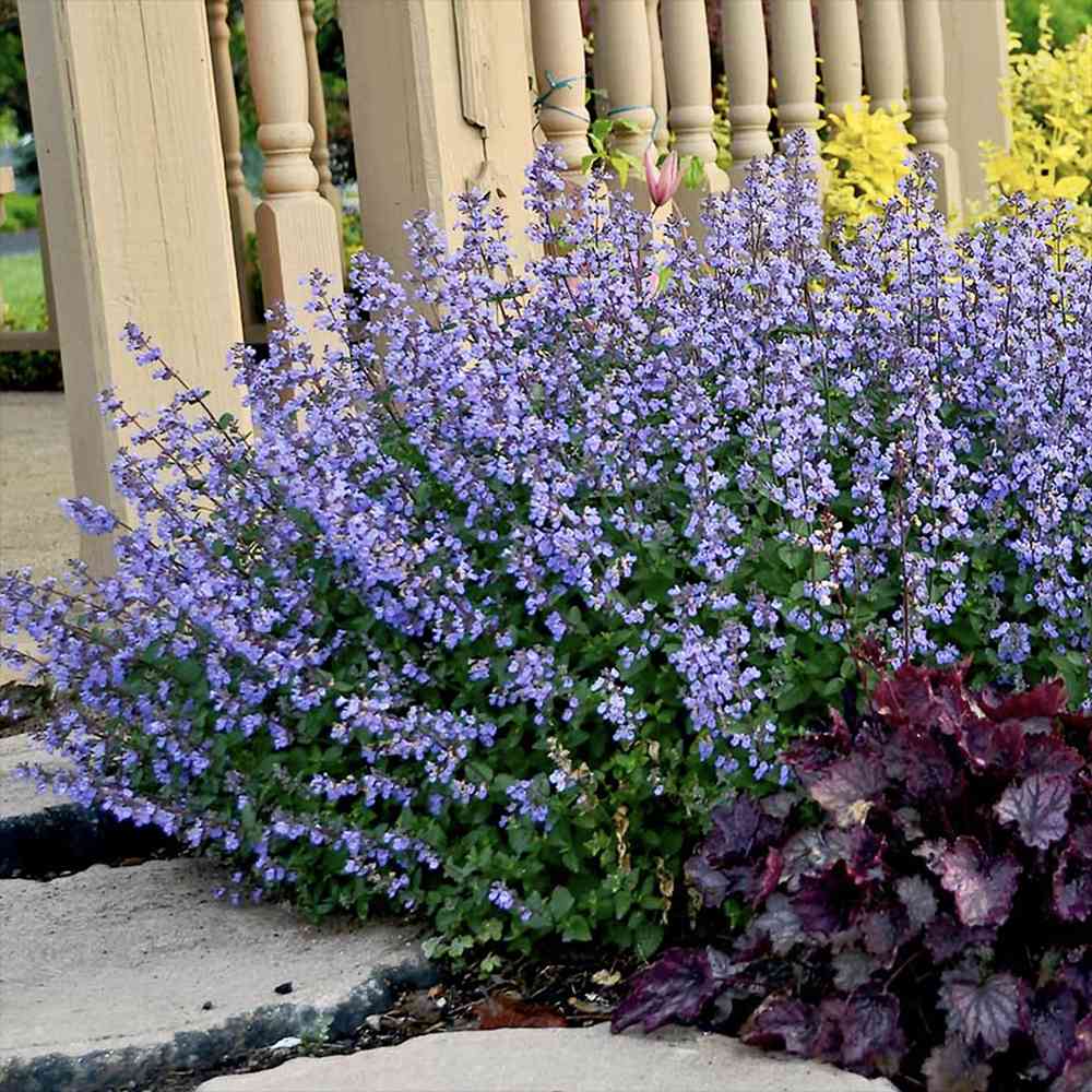 Menta Pisicii (Nepeta Purrsian Blue), planta perena parfumata, melifera, rezistenta la seceta si frig