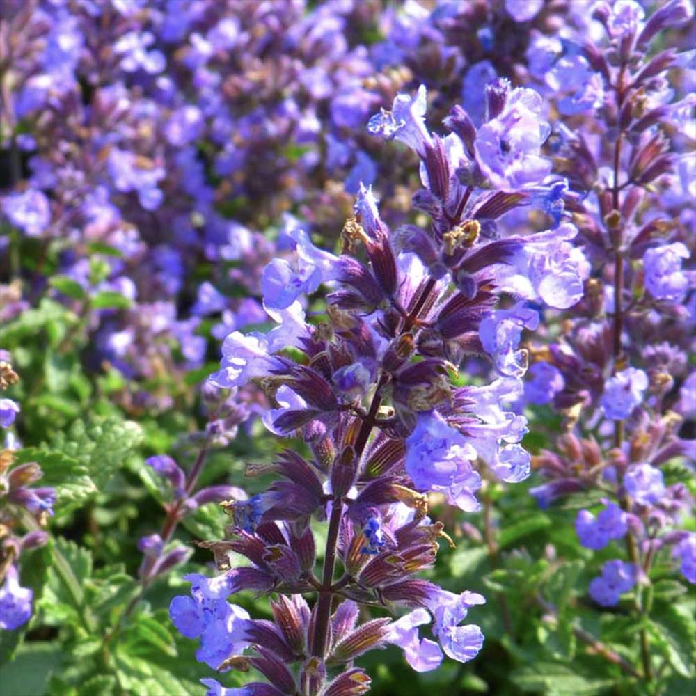 Menta Pisicii (Nepeta Purrsian Blue), planta perena parfumata, melifera, rezistenta la seceta si frig