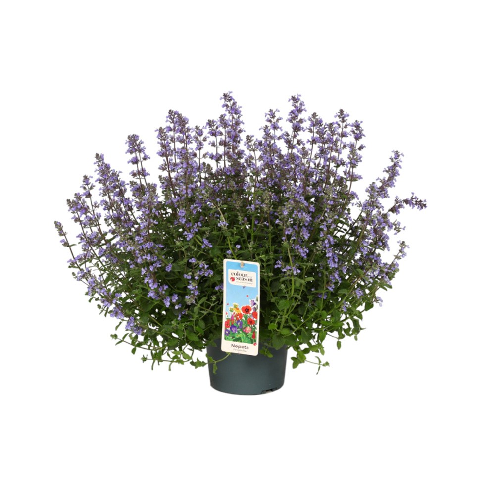 Menta Pisicii (Nepeta Purrsian Blue), planta perena parfumata, melifera, rezistenta la seceta si frig