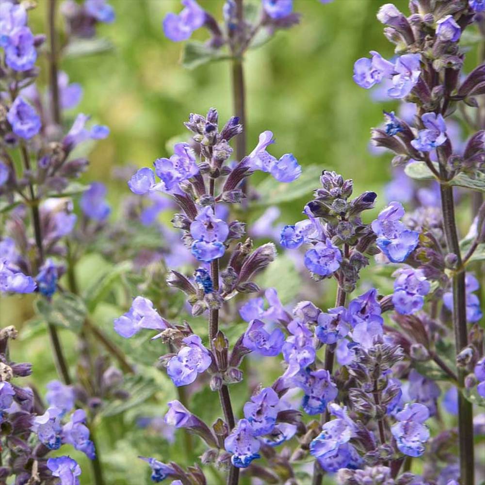 Menta Pisicii (Nepeta Purrsian Blue), planta perena parfumata, melifera, rezistenta la seceta si frig