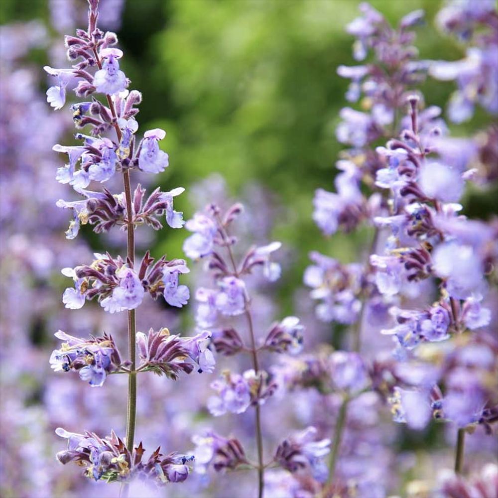 Menta Pisicii (Nepeta Purrsian Blue), planta perena parfumata, melifera, rezistenta la seceta si frig