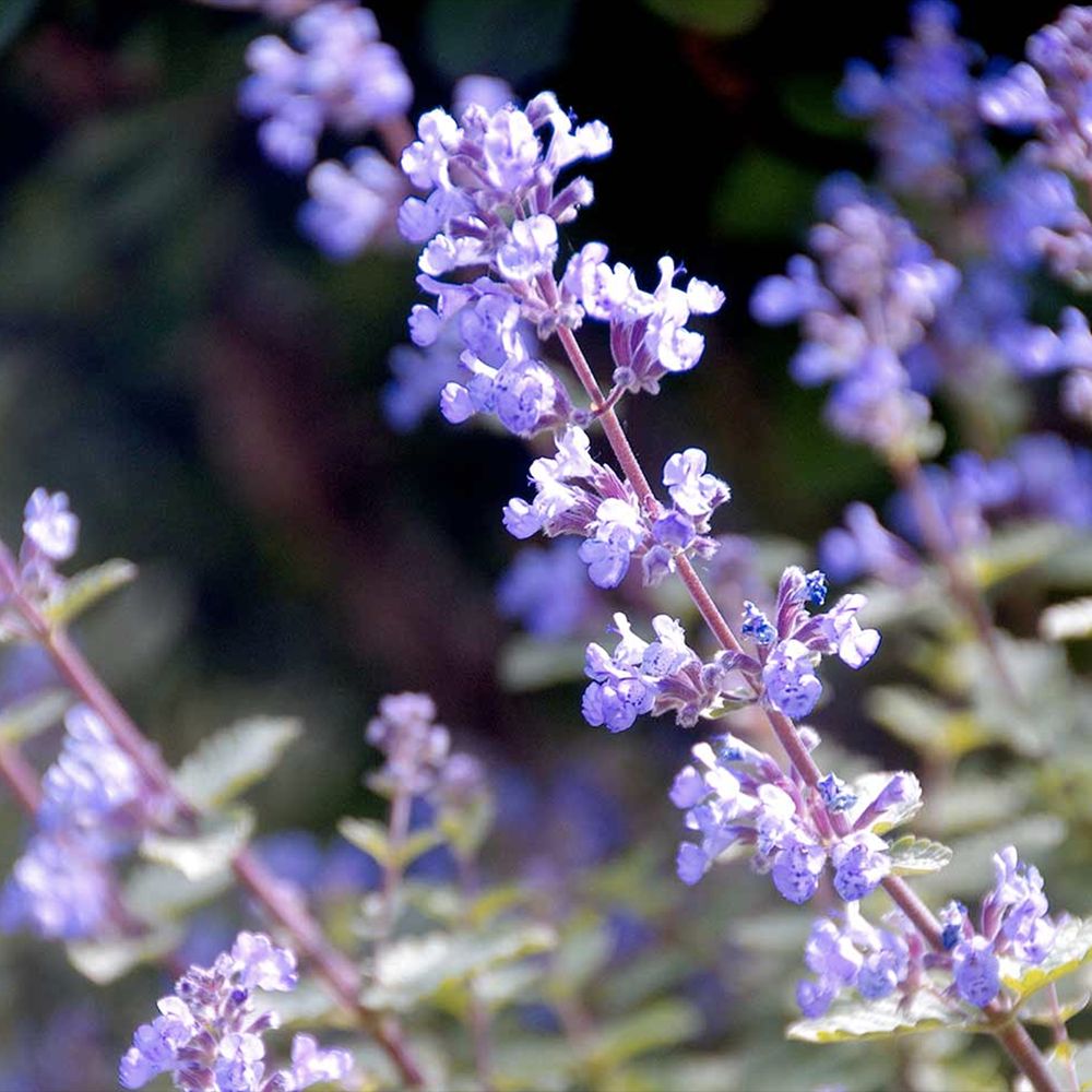 Menta Pisicii (Nepeta Purrsian Blue), planta perena parfumata, melifera, rezistenta la seceta si frig
