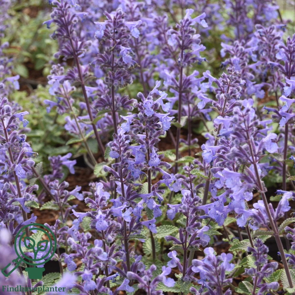 Menta Pisicii (Nepeta Picture Purfect), flori mov-albastrui, iubitoare de soare, rezistenta la seceta si frig