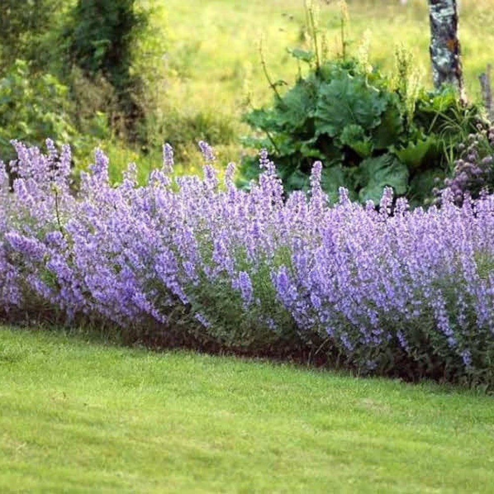Menta Pisicii (Nepeta Picture Purfect), flori mov-albastrui, iubitoare de soare, rezistenta la seceta si frig