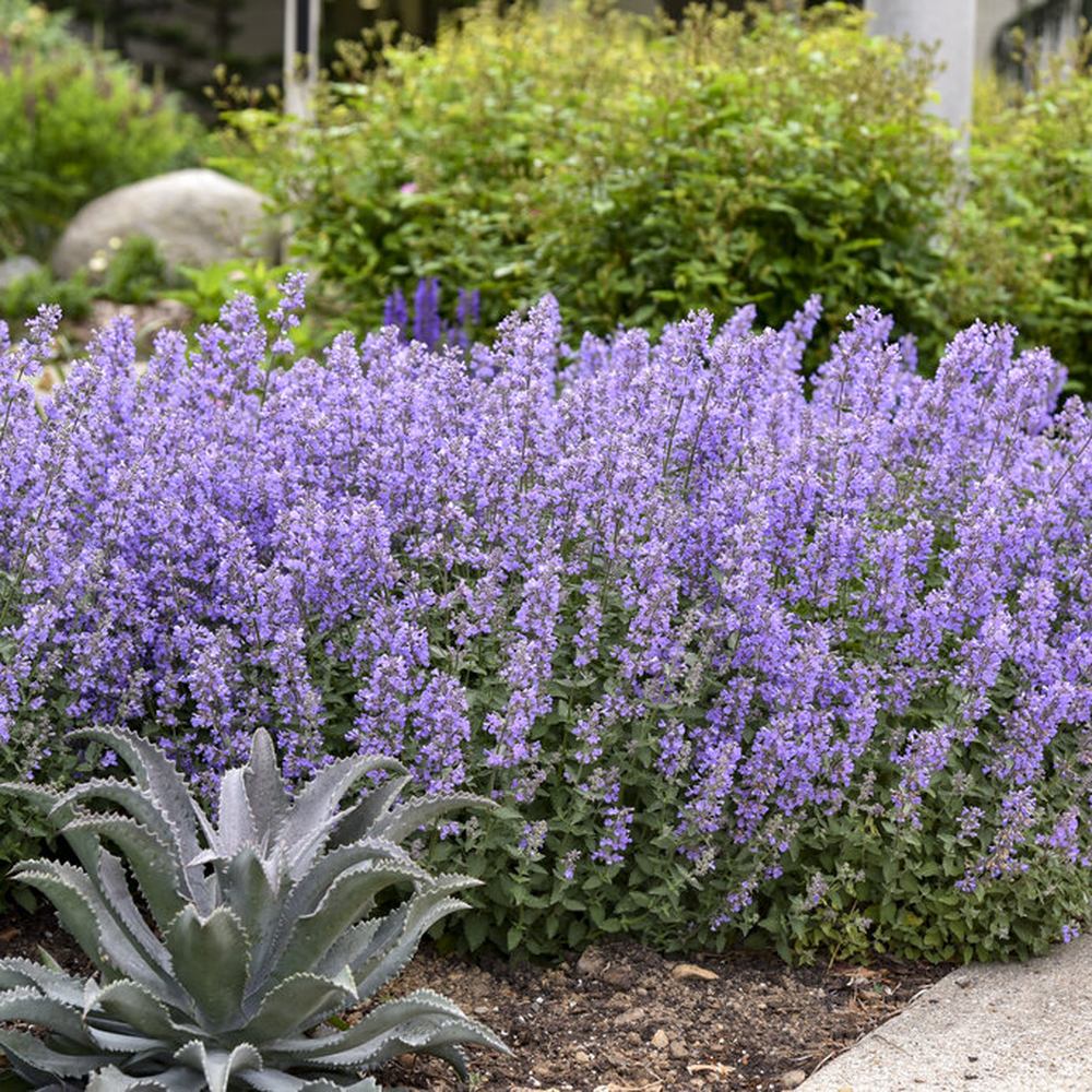 Menta Pisicii (Nepeta Picture Purfect), flori mov-albastrui, iubitoare de soare, rezistenta la seceta si frig