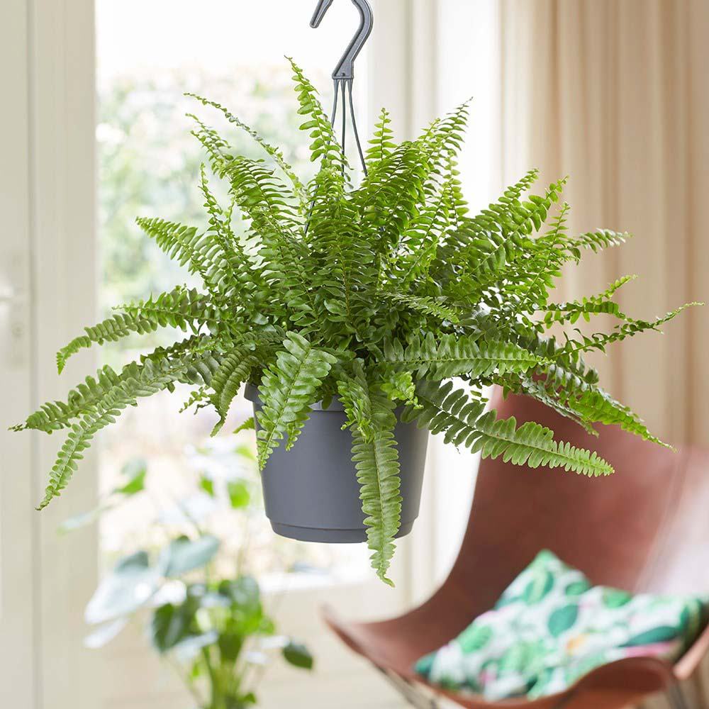 Feriga Sabie de interior Green Lady, 35-45 cm, feriga verde eleganta, frunze arcuite decorative, purificatoare de aer