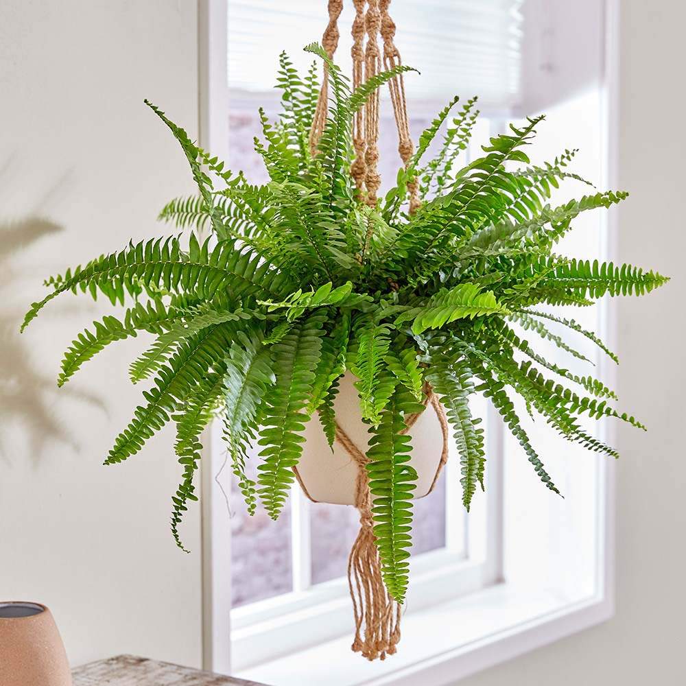 Feriga Sabie de interior Green Lady, 35-45 cm, feriga verde eleganta, frunze arcuite decorative, purificatoare de aer