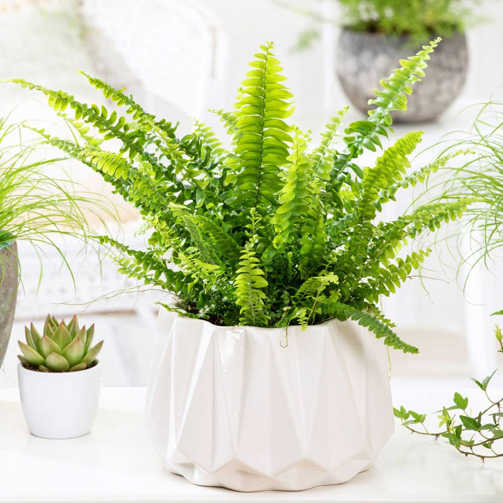 Feriga Sabie de interior Green Lady, 35-45 cm, feriga verde eleganta, frunze arcuite decorative, purificatoare de aer