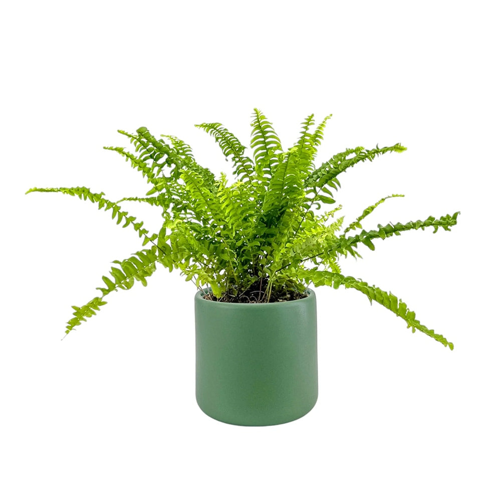Feriga Sabie de interior Green Lady, 35-45 cm, feriga verde eleganta, frunze arcuite decorative, purificatoare de aer