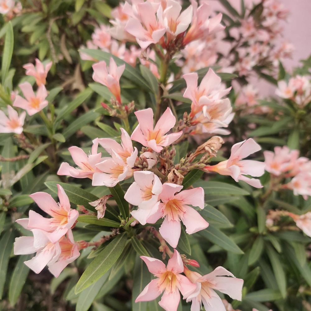 Leandru Nerium Tufa, cu Flori roz somon