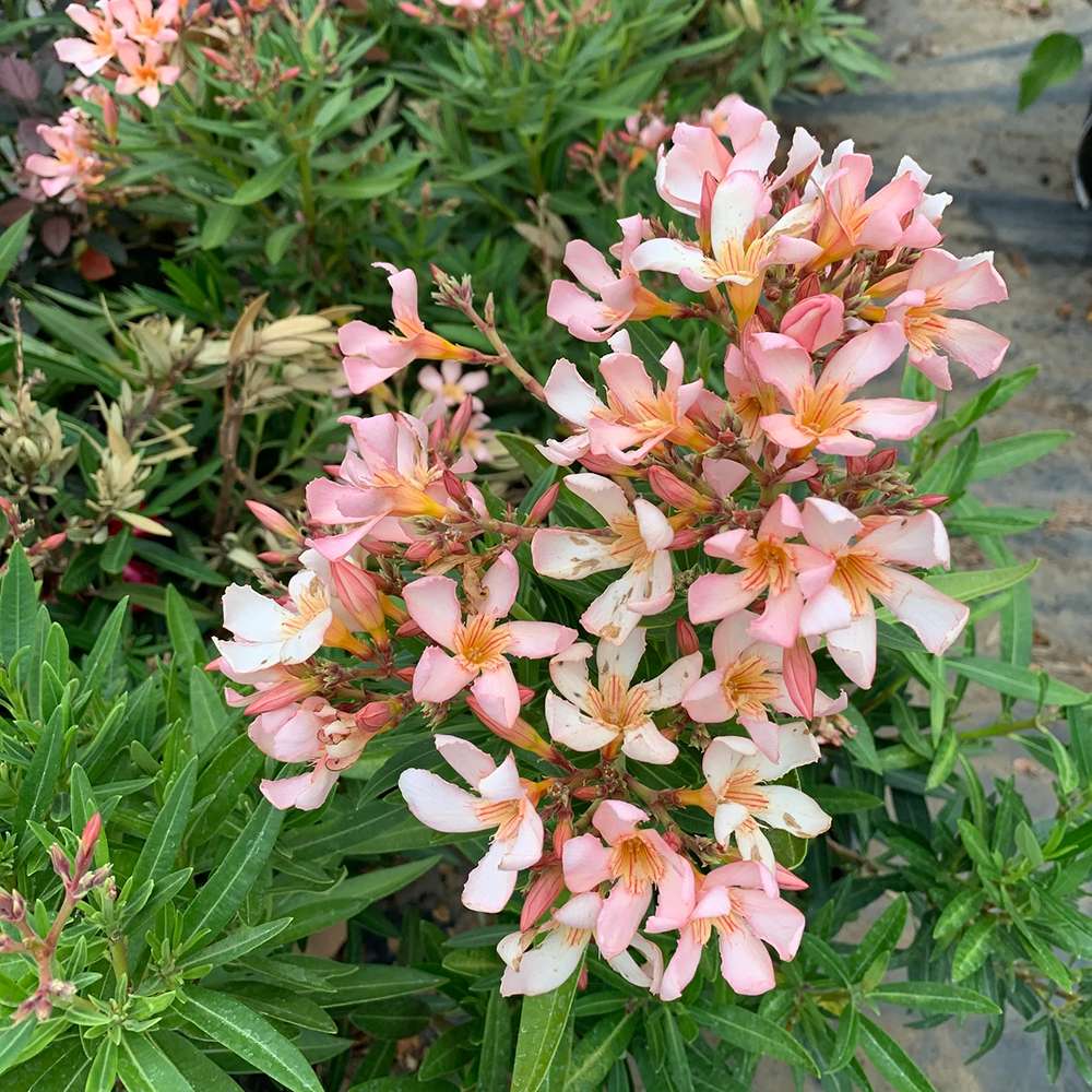 Leandru Nerium Tufa, cu Flori roz somon