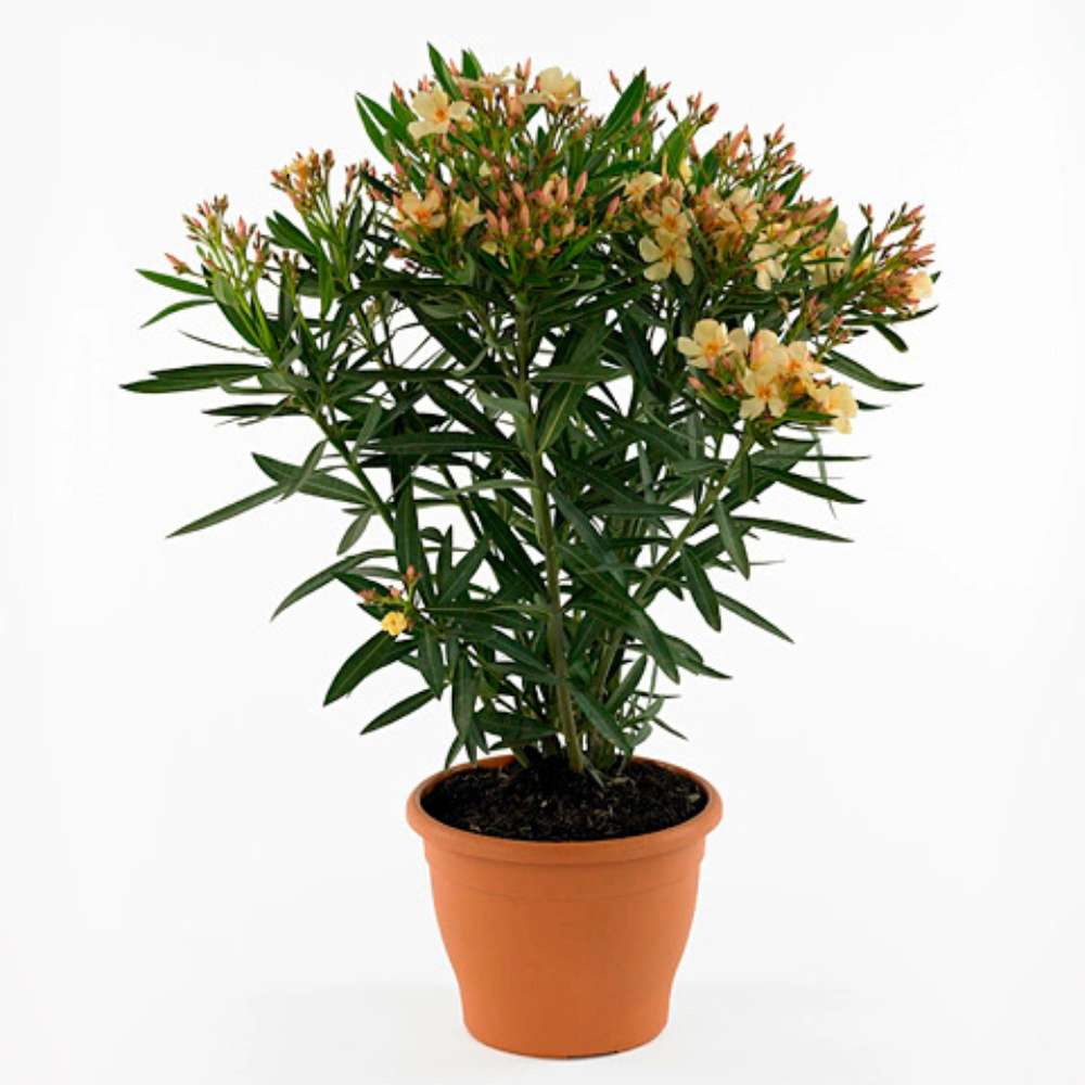 Leandru Nerium Tufa, cu Flori Duble galben-Crem