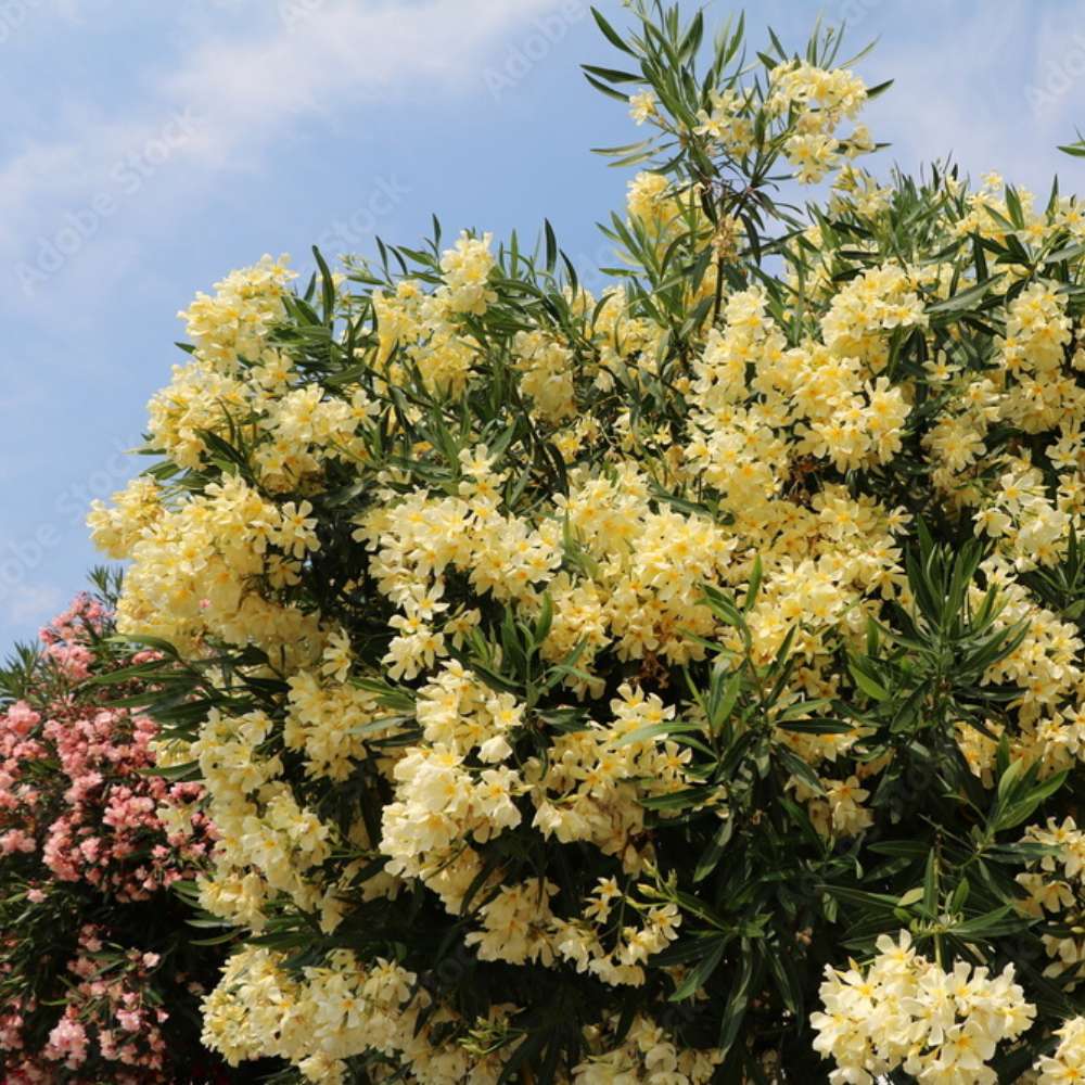 Leandru Nerium Tufa, cu Flori Duble galben-Crem