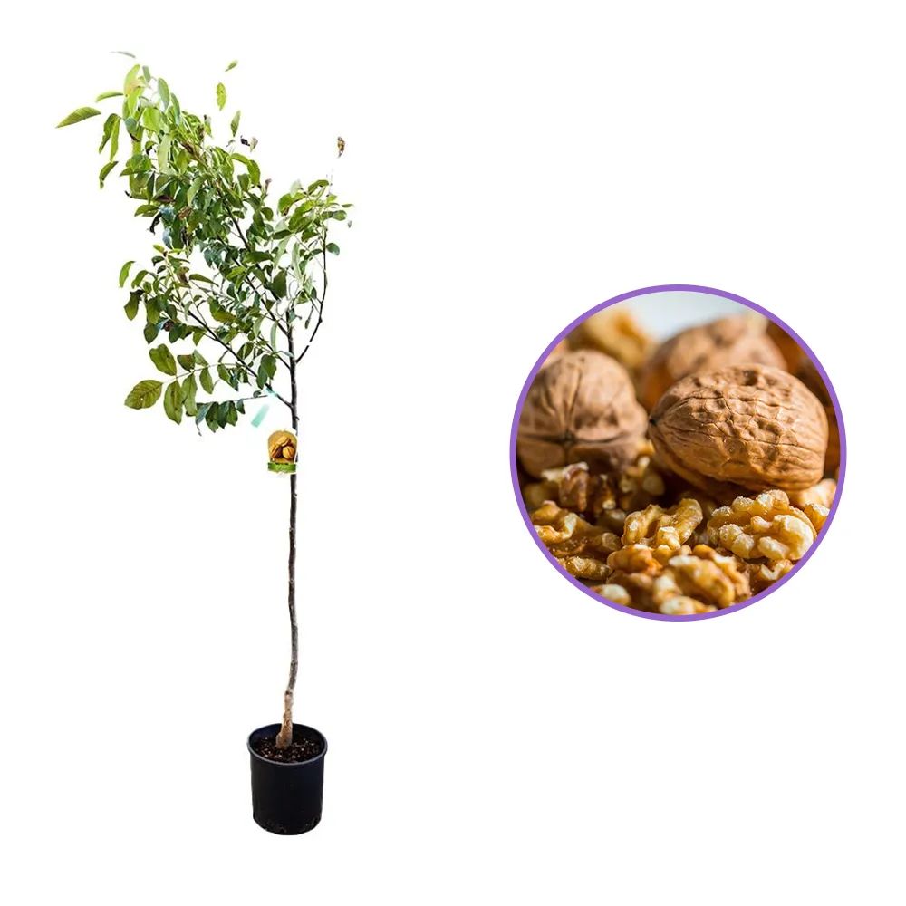 Nuc de Marea Neagra (Juglans Regia), cu gust gulce-amarui