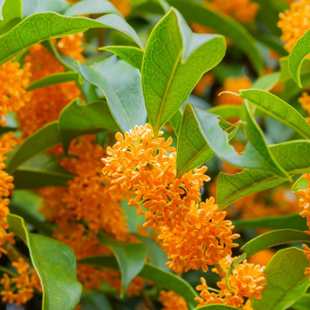 Ilex fals Osmanthus fragrans Rubra Aurantiacus, arbust vesnic verde cu flori portocalii extrem de parfumate, pentru gradini elegante