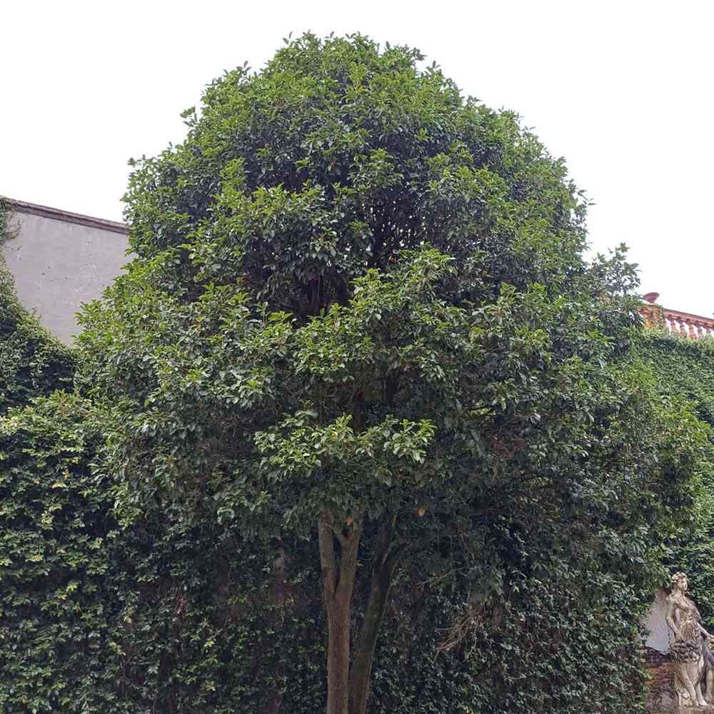 Ilex fals Osmanthus fragrans Rubra Aurantiacus, arbust vesnic verde cu flori portocalii extrem de parfumate, pentru gradini elegante