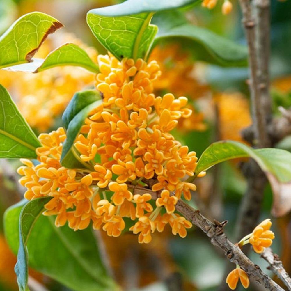 Ilex fals Osmanthus fragrans Rubra Aurantiacus, arbust vesnic verde cu flori portocalii extrem de parfumate, pentru gradini elegante