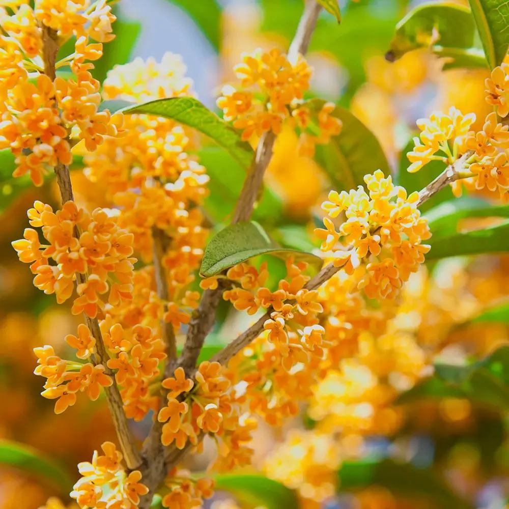 Ilex fals Osmanthus fragrans Rubra Aurantiacus, arbust vesnic verde cu flori portocalii extrem de parfumate, pentru gradini elegante