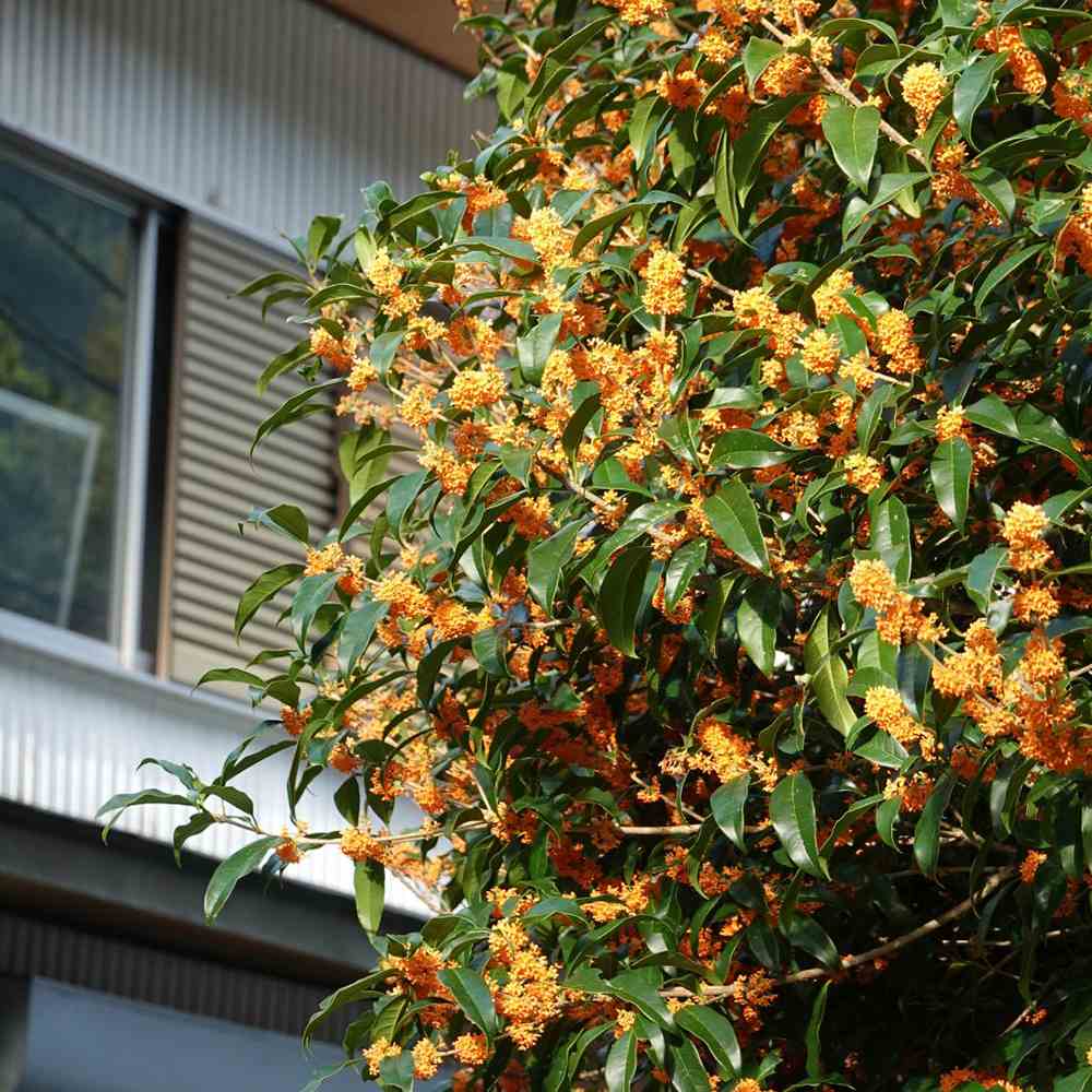 Ilex fals Osmanthus fragrans Rubra Aurantiacus, arbust vesnic verde cu flori portocalii extrem de parfumate, pentru gradini elegante