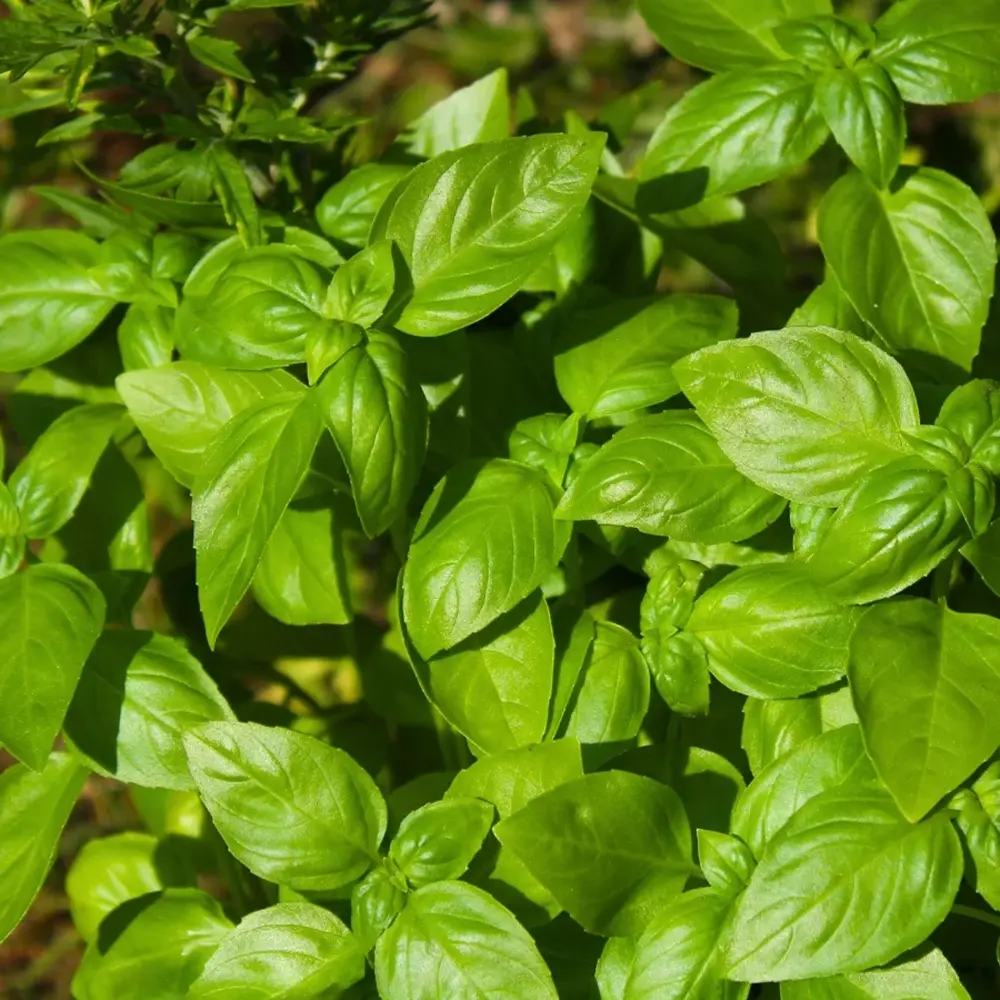 Busuioc (Ocimum basilicum Coldasil), planta aromatica, frunze intens parfumate
