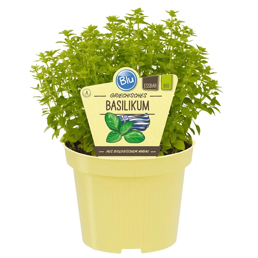 Busuioc (Ocimum basilicum Coldasil), planta aromatica, frunze intens parfumate