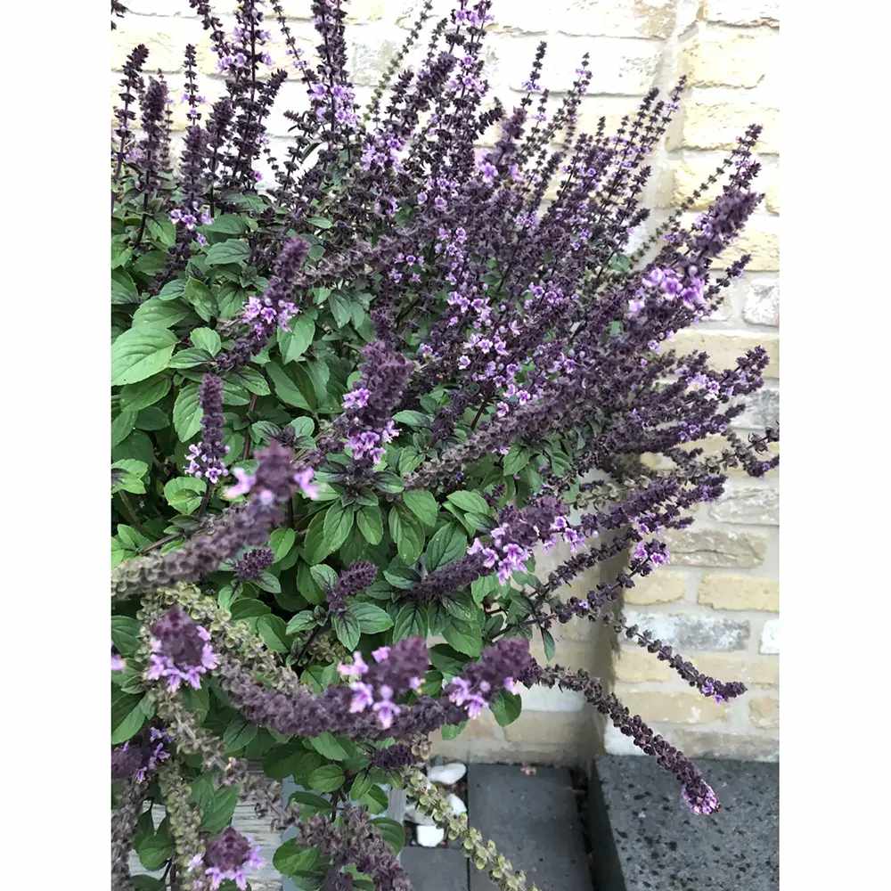 Busuioc (Ocimum basilicum Coldasil), planta aromatica, frunze intens parfumate