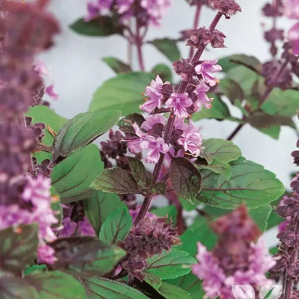 Busuioc (Ocimum basilicum Magic Blue), planta aromatica parfumata cu flori mov