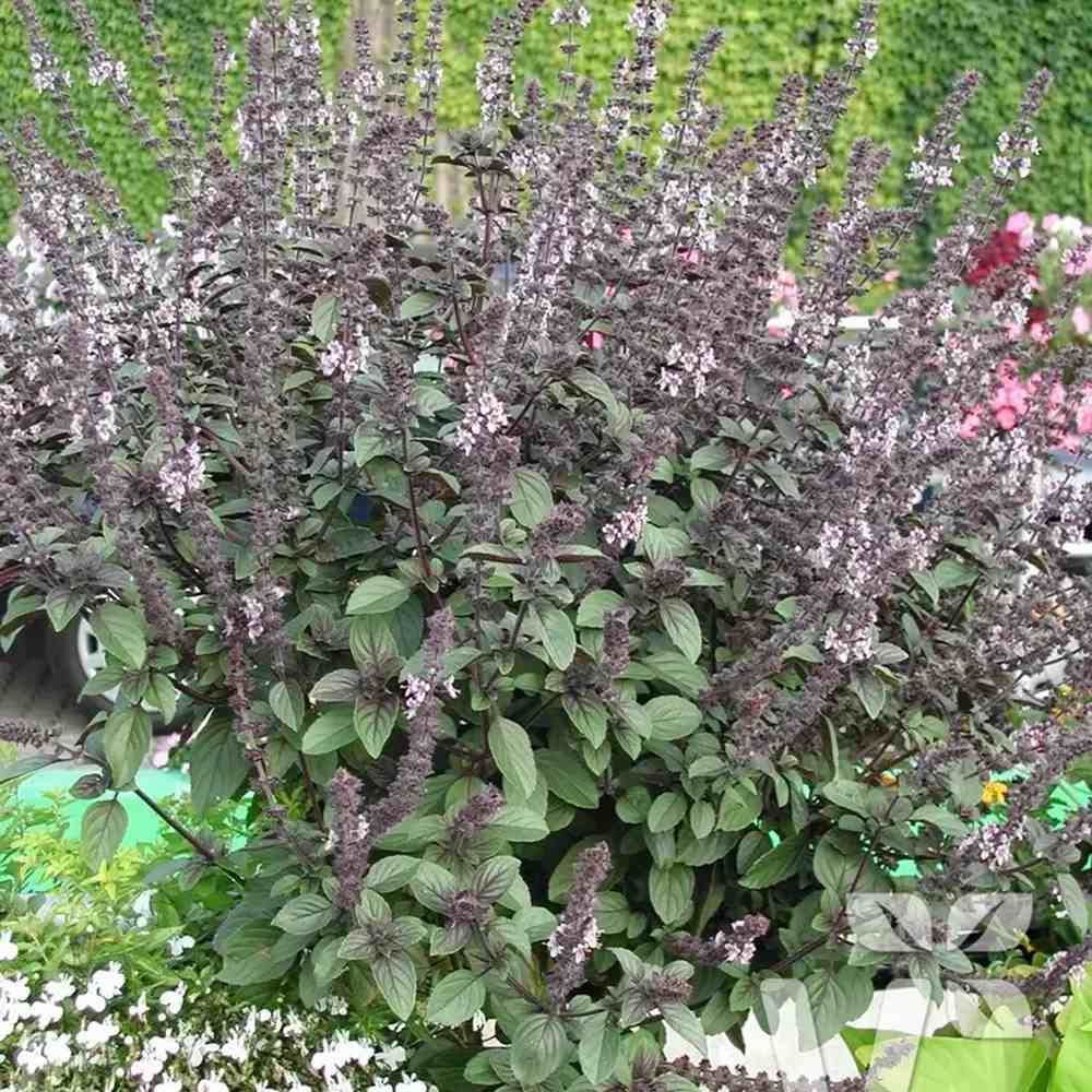 Busuioc (Ocimum basilicum Magic Blue), planta aromatica parfumata cu flori mov