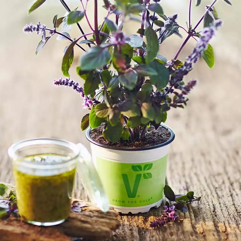 Busuioc (Ocimum basilicum Magic Blue), planta aromatica parfumata cu flori mov