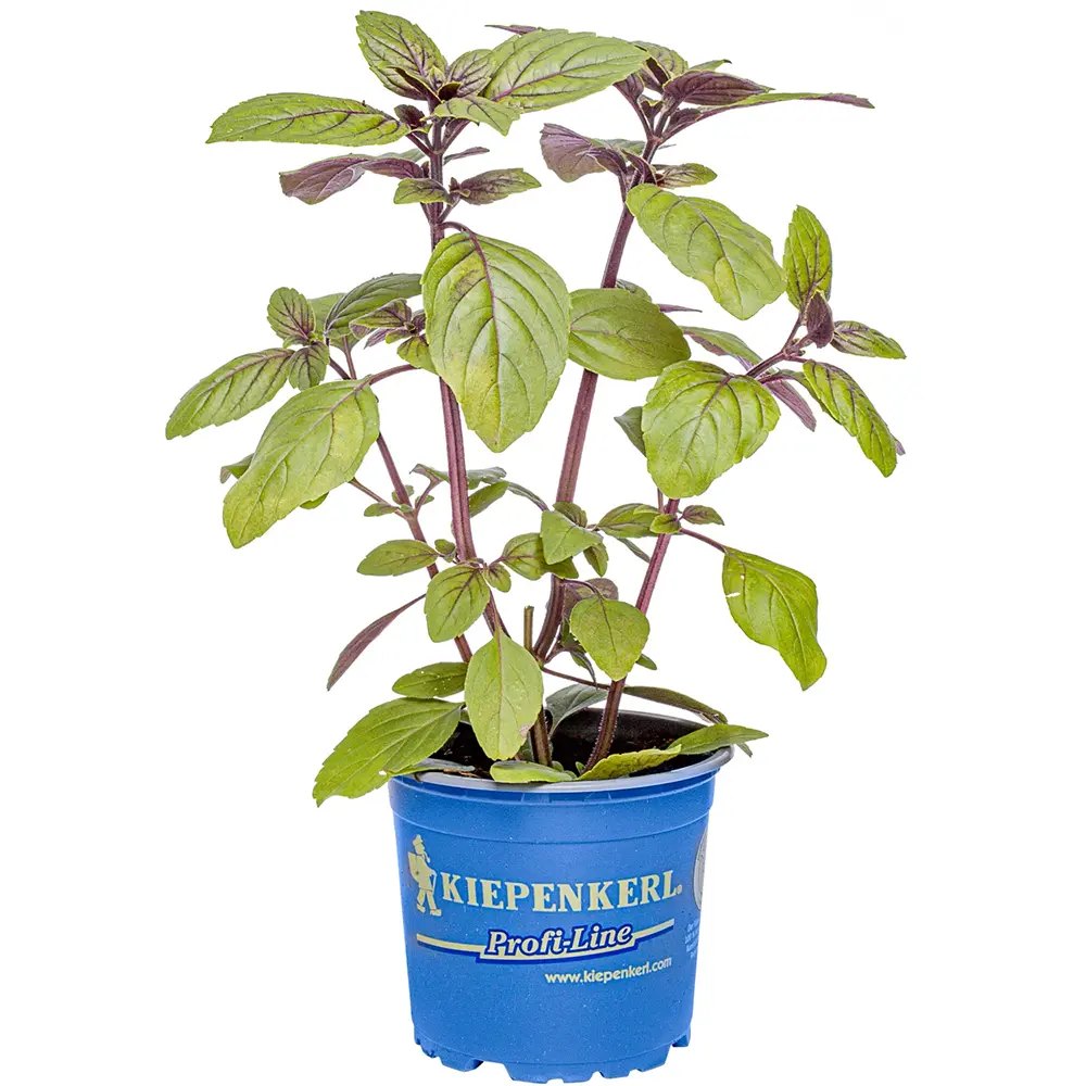 Busuioc (Ocimum basilicum Magic Blue), planta aromatica parfumata cu flori mov