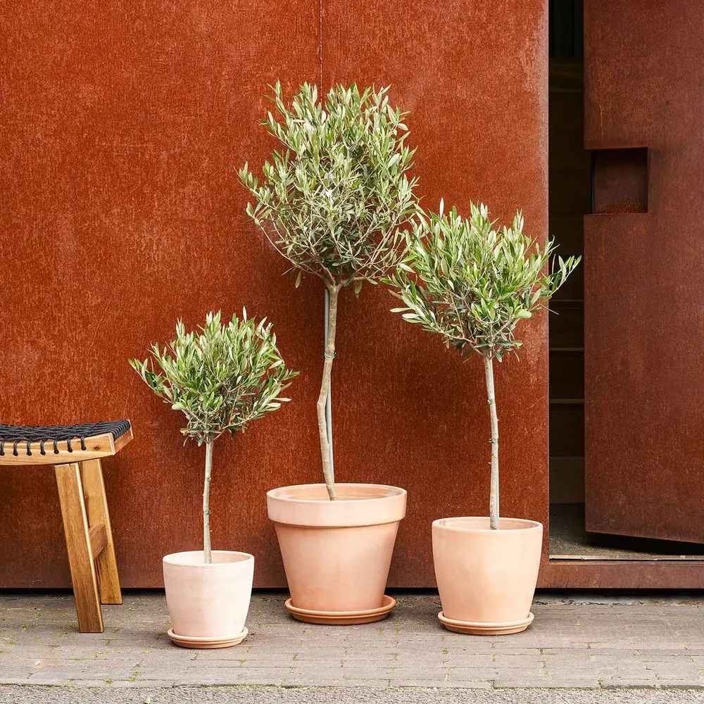 Maslin European Arbequina Aclimatizat, rezistent iarna, vesnic verde, fructifer, usor de ingrijit, efect mediteranean, 110-120 cm
