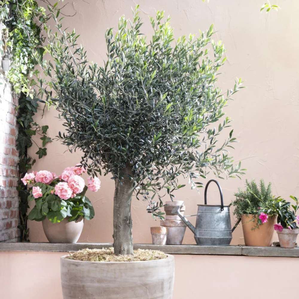 Maslin European Arbequina Aclimatizat, rezistent iarna, vesnic verde, fructifer, usor de ingrijit, efect mediteranean - 120 cm