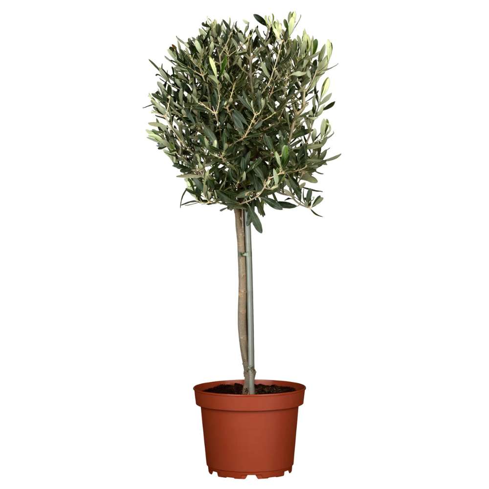 Maslin European Arbequina Aclimatizat, rezistent iarna, vesnic verde, fructifer, usor de ingrijit, efect mediteranean - 120 cm