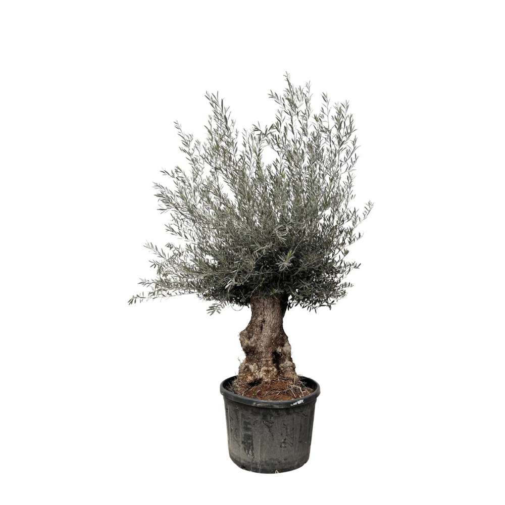 Maslin Bonsai Stravechi Arbequina Aclimatizat, rezistent iarna, vesnic verde, fructifer, usor de ingrijit, efect mediteranean, varsta 100 Ani, 260 cm, trunchiu noduros